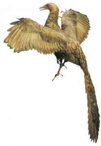 Archaeopteryx