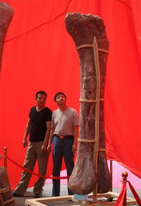 Huge Dino Bone Henan China