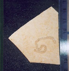 Pterosaur Coprolite Solnhofen