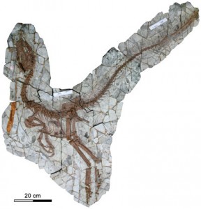 Sinocalliopteryx Dinosaur Ate Birds