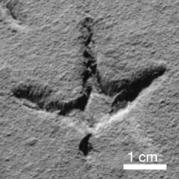 Triassic Bird Track in Argentina