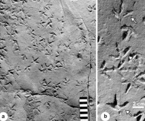 Triassic Bird Track in Argentina
