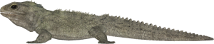 Tuatara Transparent