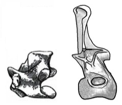 Vertebrae Vertebrae