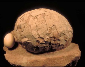 Dinosaur Egg vs Chicken Egg