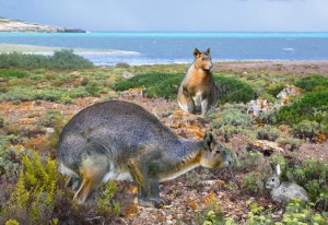 Meike Kohler Giant Bunny picture