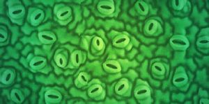 sonic-bloom-stomata2