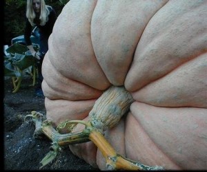 Whittier Pumpkin1