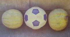 Cantaloupes the size of soccer balls