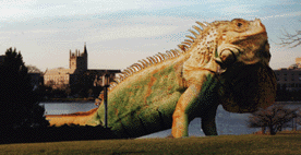 ivanlagoon dragon