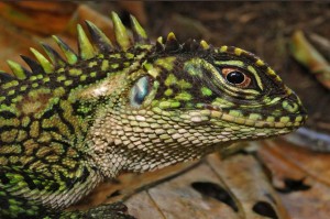Beautiful Iguana2