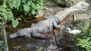 Big Croc & Bird