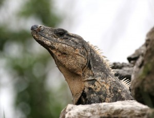 Black Iguana by Cristian