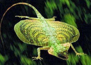 Borneo-Draco-Flying-Lizard