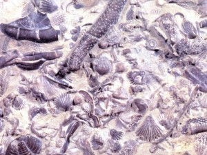 Fossil Graveyard