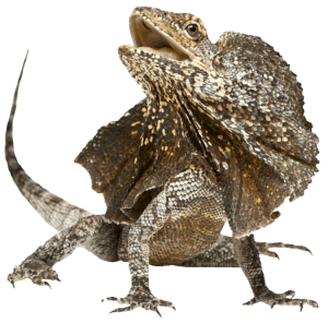 Frilled-Lizard