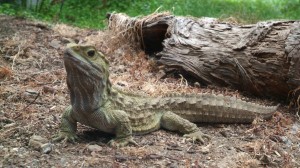 Great Tuatara Pic