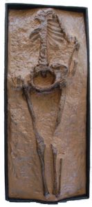 Guadalupe Skeleton