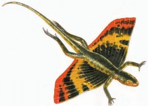 Kuehneosaurus