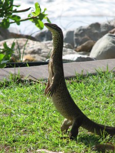 Phillipines Monitor Lizard
