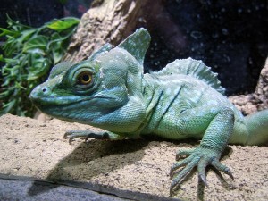Plumed Basilisk