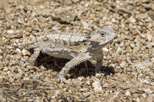 Regal Horned Lizard