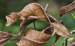 Satanic Leaf-tail Gecko
