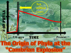 The Cambrian Explosion Graphed