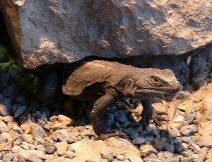 chuckwalla2