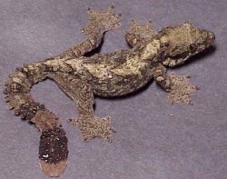 Flying Gecko