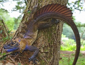 sailfin-dragon