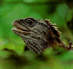 Tuatara