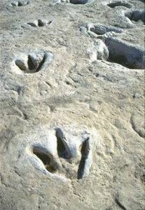 Dinosaur Tracks