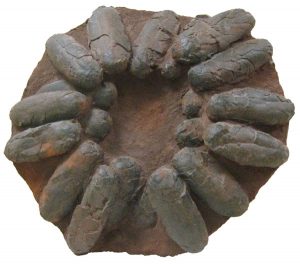 Fossilized Dinosaur Eggs3
