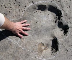 Sauropod Dinosaur footprint