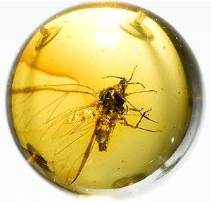 Amber with unknown insect