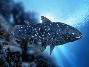 coelacanth Photo