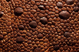 Dino Skin with Great Bumps - CA Museum of Nature
