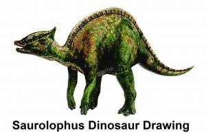 saurolophus