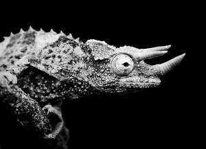 Horned Chameleon