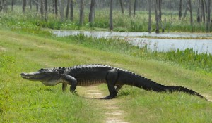 Alligator Walking