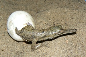Gharial Hatching