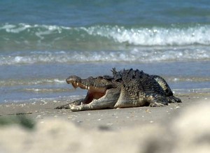 Saltwater crocodile1