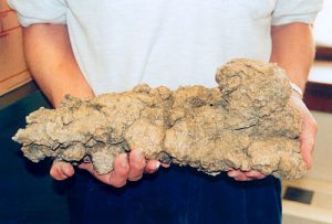 Carnivorous Dinosaur Coprolite