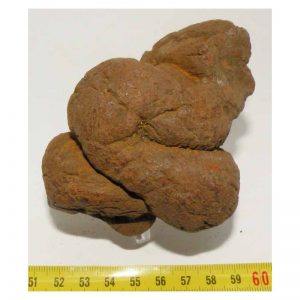 dinosaur-coprolite